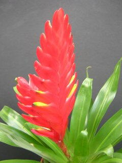 وریزیا کاریناتا